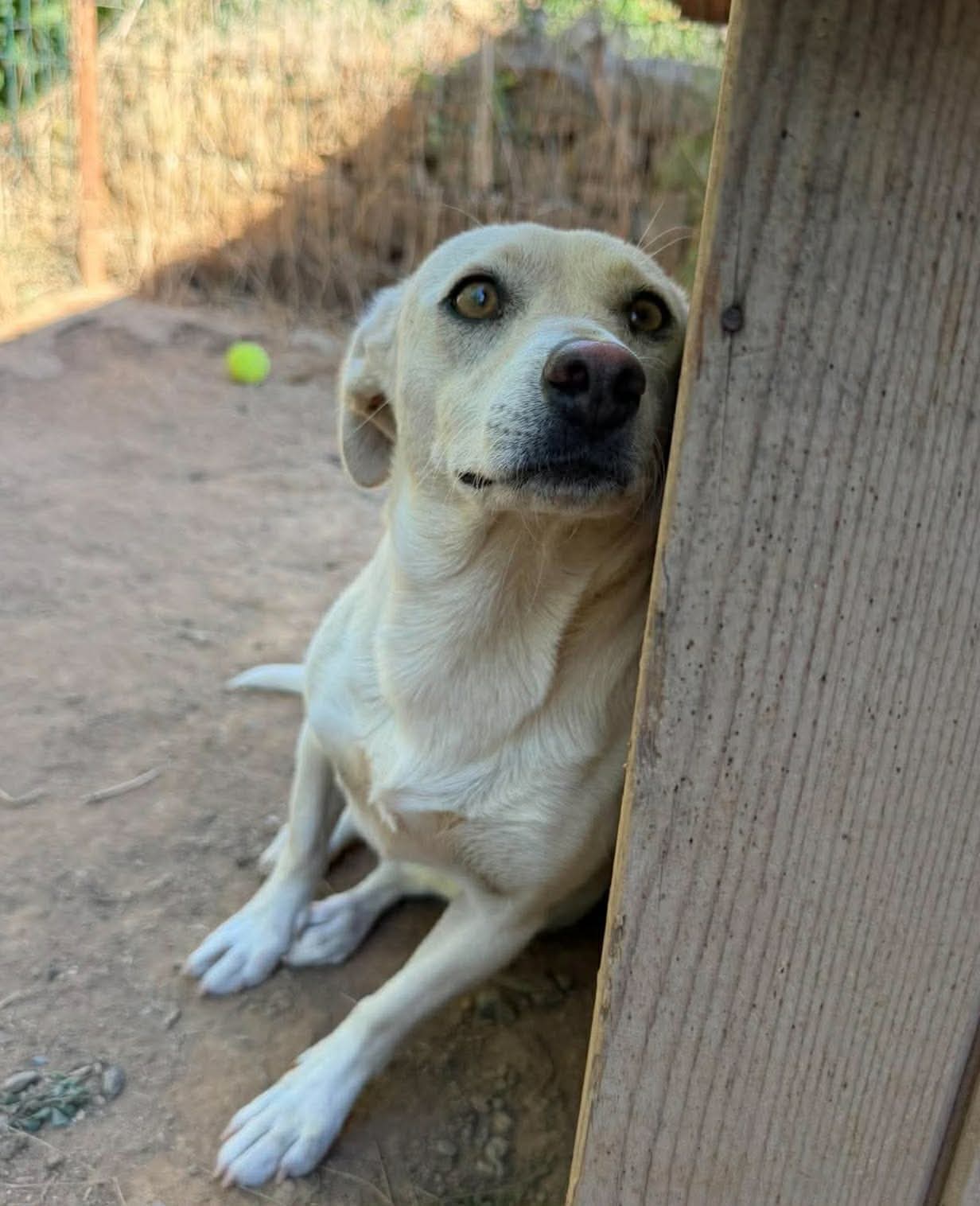 Belka
