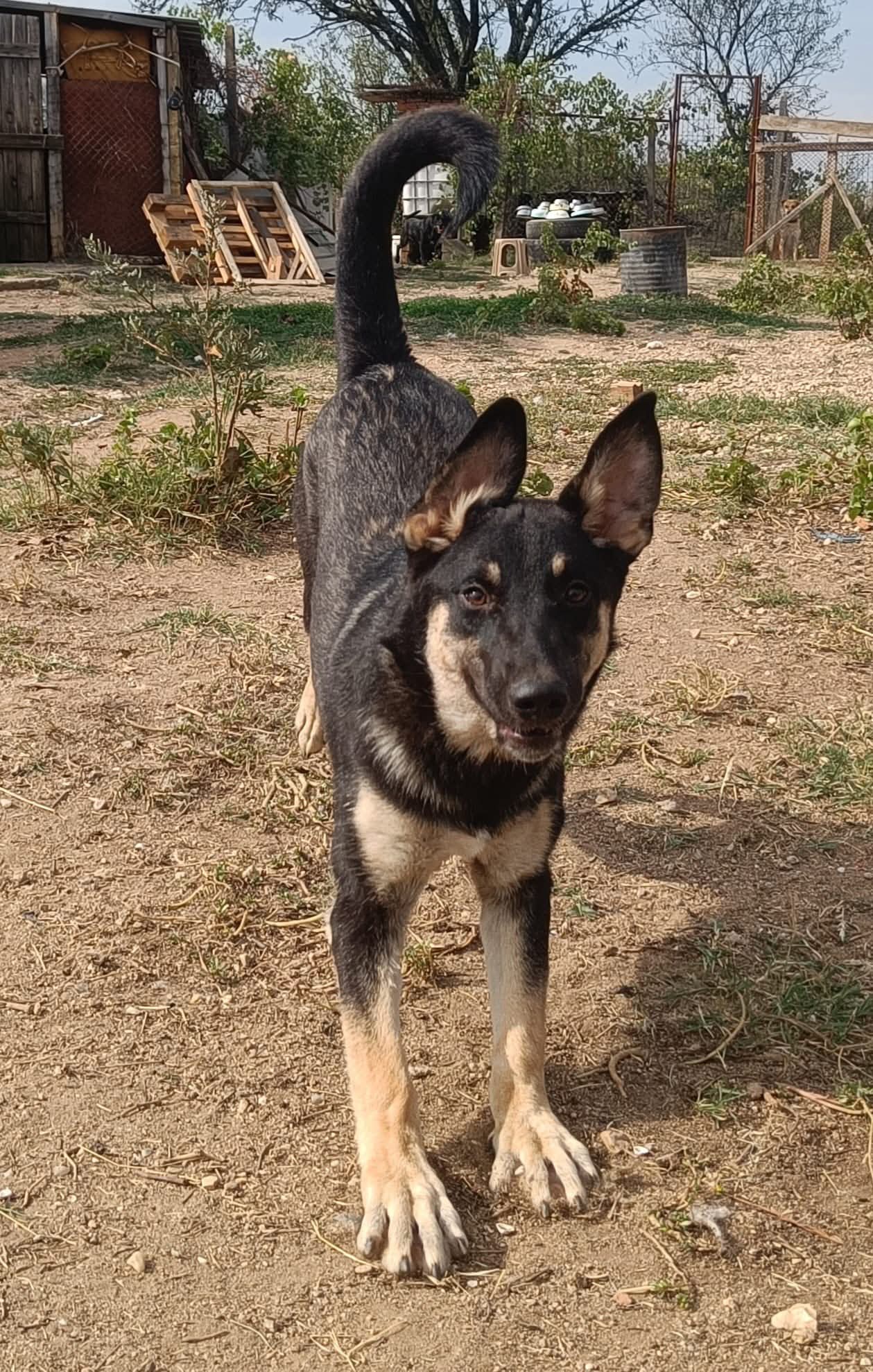Malla