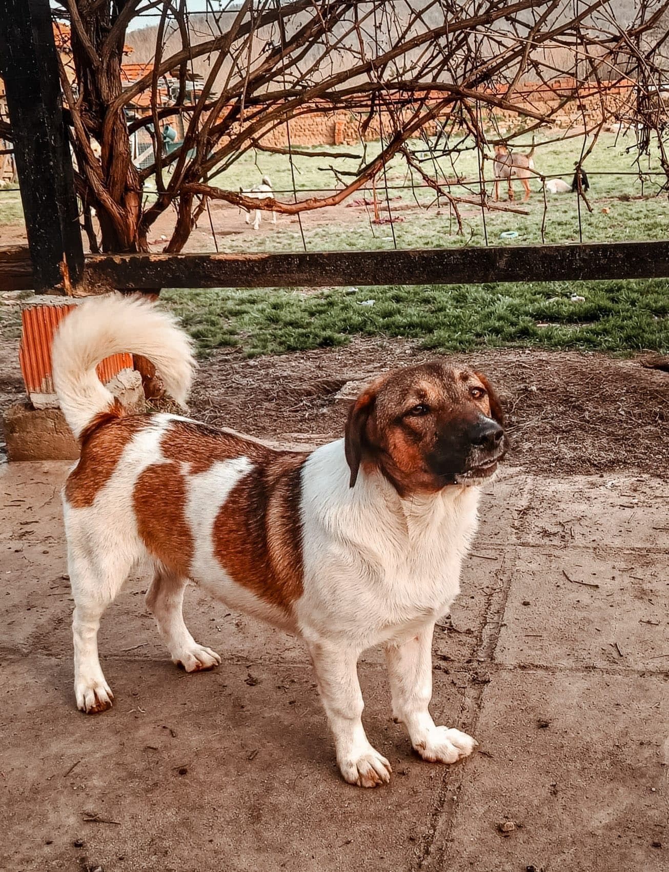 Elviira
