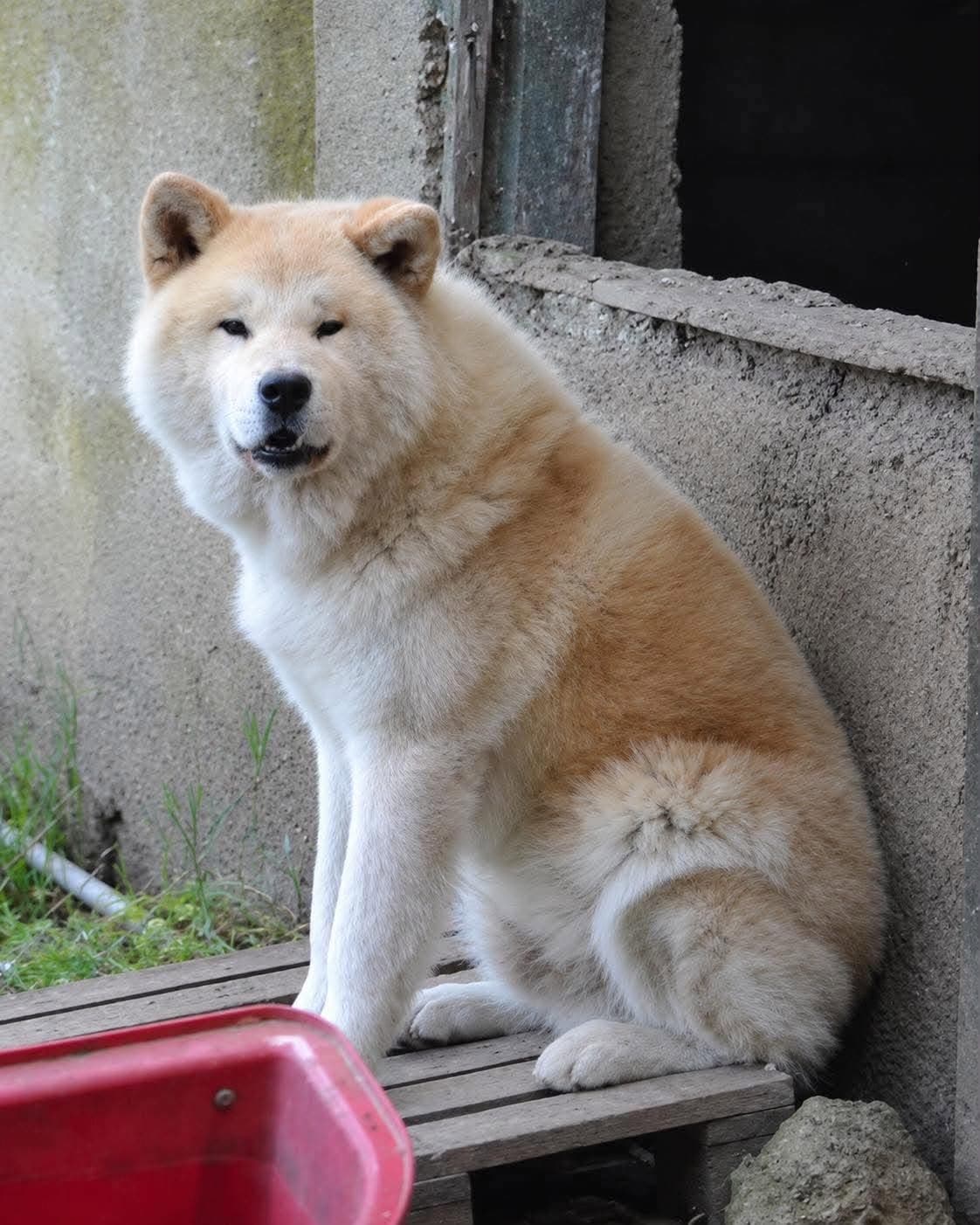 Hachi