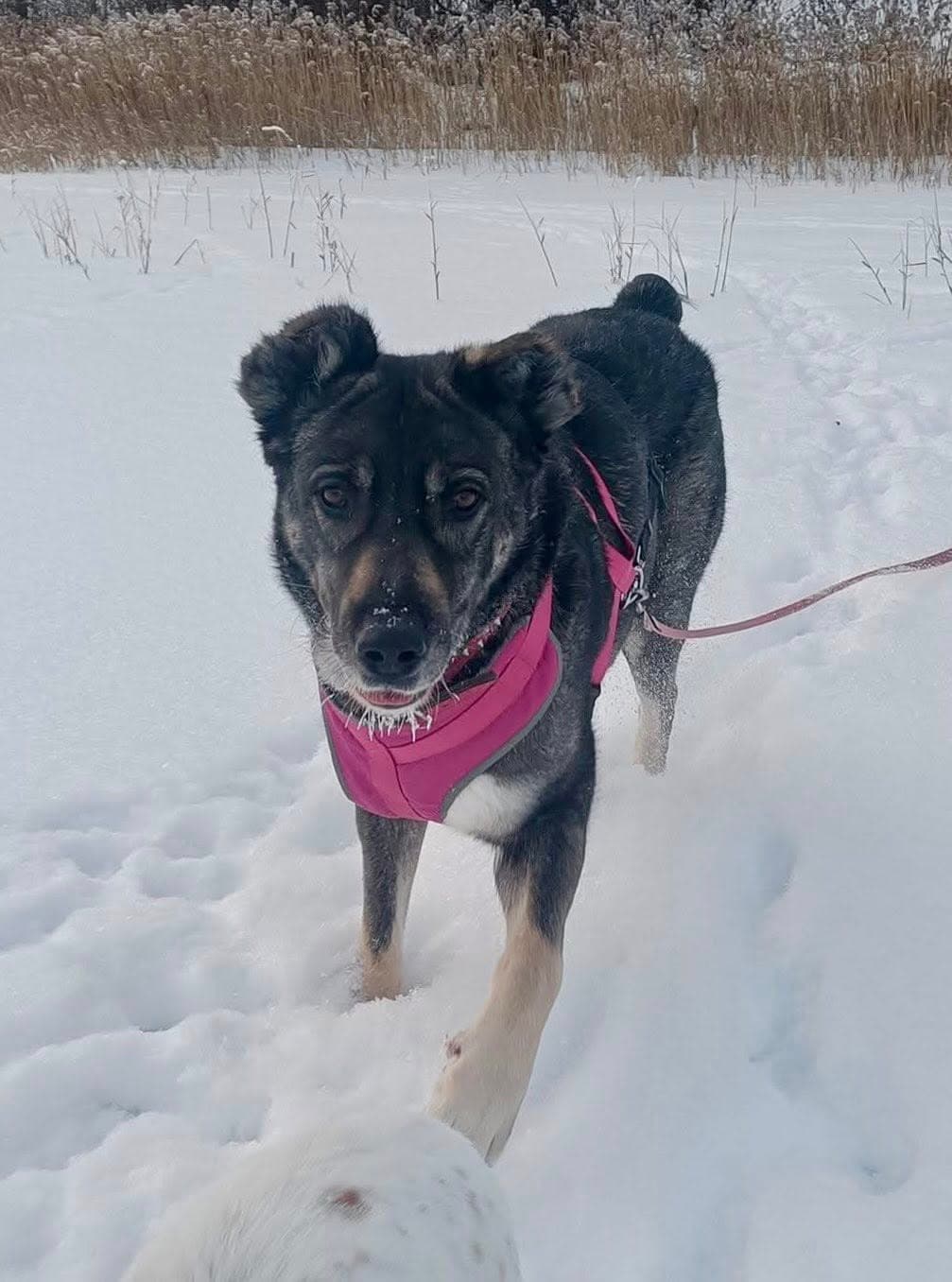 Maya