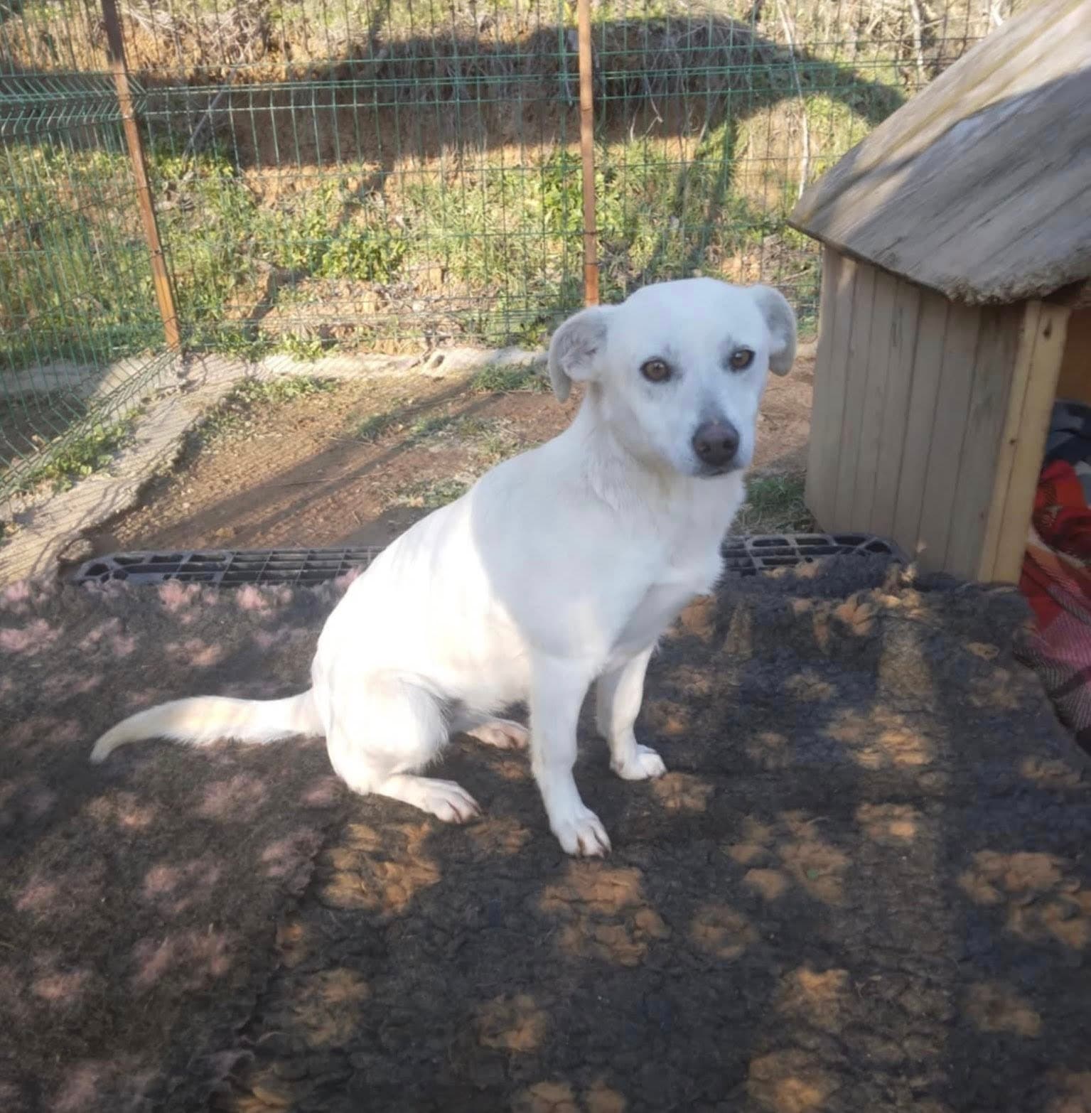 Belka